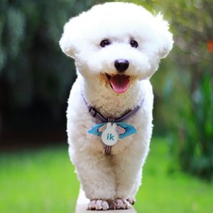 fondo-con-perro